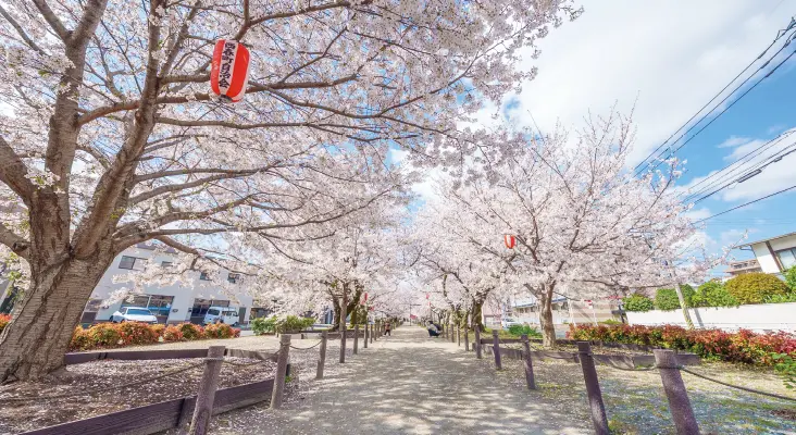雑餉隈桜並木通り